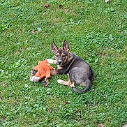 Cooper is registered to the contest to win money with this photo: animal, cute, daylight, dog, ears_up, grass, greenery, lawn, looking_at_camera, mammal, nature, orange_toy, outdoor, pet, playful, puppy, relaxed, stone_path, toy, young_dog
