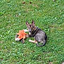 dog, puppy, grass, toy, orange_toy, outdoor, pet, animal, greenery, playful, ears_up, looking_at_camera, lawn, cute, young_dog, relaxed, nature, stone_path, daylight, mammal