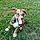 Cooper