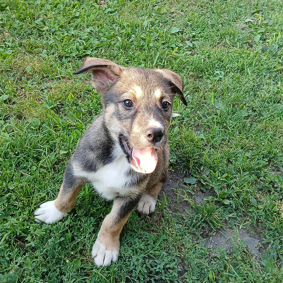 Cooper joined the competition — help win amazing prizes! adorable, animal, closeup, cute, dog, ears, fur, grass, greenery, happy, mammal, nature, outdoor, pet, playful, puppy, sitting, sunlight, tongue_out, young