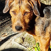 Chou a rejoint le concours — aidez-le/la à gagner de superbes lots ! animal, brown_fur, canine, closeup, curious, daylight, dog, ears, fur, gravel, ground, nature, nose, outdoor, paw, pet, playful, shadow, sunlight, tree