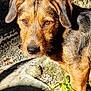animal, brown_fur, canine, closeup, curious, daylight, dog, ears, fur, gravel, ground, nature, nose, outdoor, paw, pet, playful, shadow, sunlight, tree