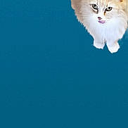 Waffle is registered to the contest to win money with this photo: blue_background, cat, close_up, curious, domestic_animal, ears, feline, fluffy, isolated_subject, long_hair, looking_up, minimalism, orange_fur, paw, pet, playful, portrait, studio_style, whiskers, white_fur