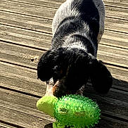 Gypsy participe au concours pour gagner de l'argent avec cette photo : dog, toy, green, wooden_deck, outdoor, pet, playful, shadow, sunlight, black_and_white, fur, animal, canine, nose, ears, tail, texture, daylight, closeup, fun