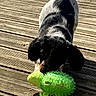 dog, toy, green, wooden_deck, outdoor, pet, playful, shadow, sunlight, black_and_white, fur, animal, canine, nose, ears, tail, texture, daylight, closeup, fun