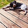 dog, puppy, wooden_deck, grass, outdoor, sunlight, heart_overlay, relaxing, pet, nature, canine, summer, laying_down, black_and_white, brown_spots, fence_post, shadow, playful, greenery, daylight