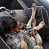Gypsy a rejoint le concours — aidez-le/la à gagner de superbes lots ! puppy, dog, car_seat, sleeping, relaxed, fur, black, brown, white, spotted, car_interior, window, seatbelt, closeup, pet, domestic_animal, canine, resting, cozy, travel