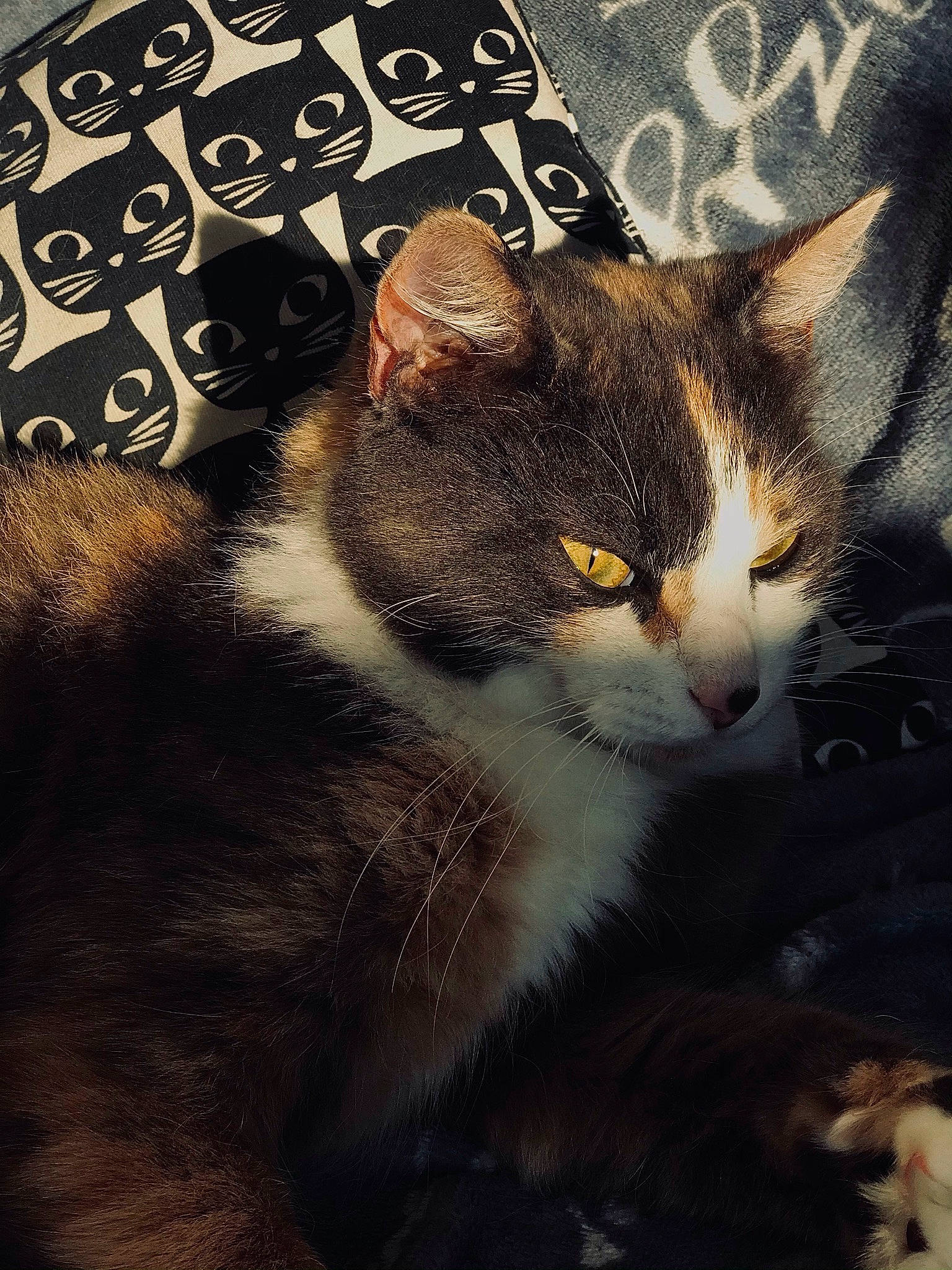 Lilou participe au concours pour gagner de l'argent avec cette photo : art, carnivore, cat, darkness, domestic_short_haired_cat, felidae, font, fur, graphics, grass, illustration, photo_caption, rectangle, small_to_medium_sized_cats, snout, square, tail, tree, whiskers, window