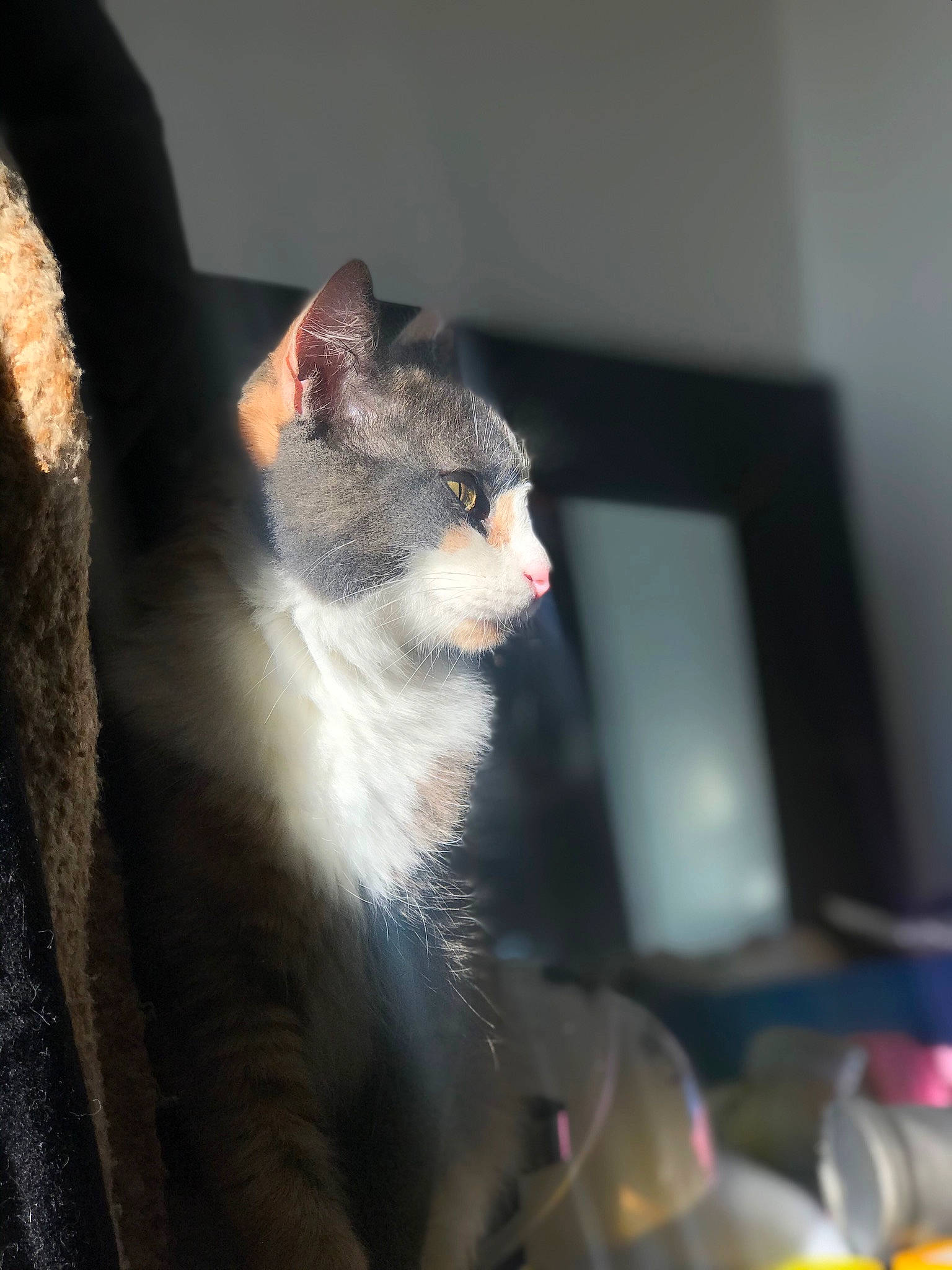 Lilou a rejoint le concours — aidez-le/la à gagner de superbes lots ! carnivore, cat, darkness, domestic_short_haired_cat, fang, felidae, formal_wear, fur, paw, small_to_medium_sized_cats, snout, tail, terrestrial_animal, whiskers, wildlife, window, yawn