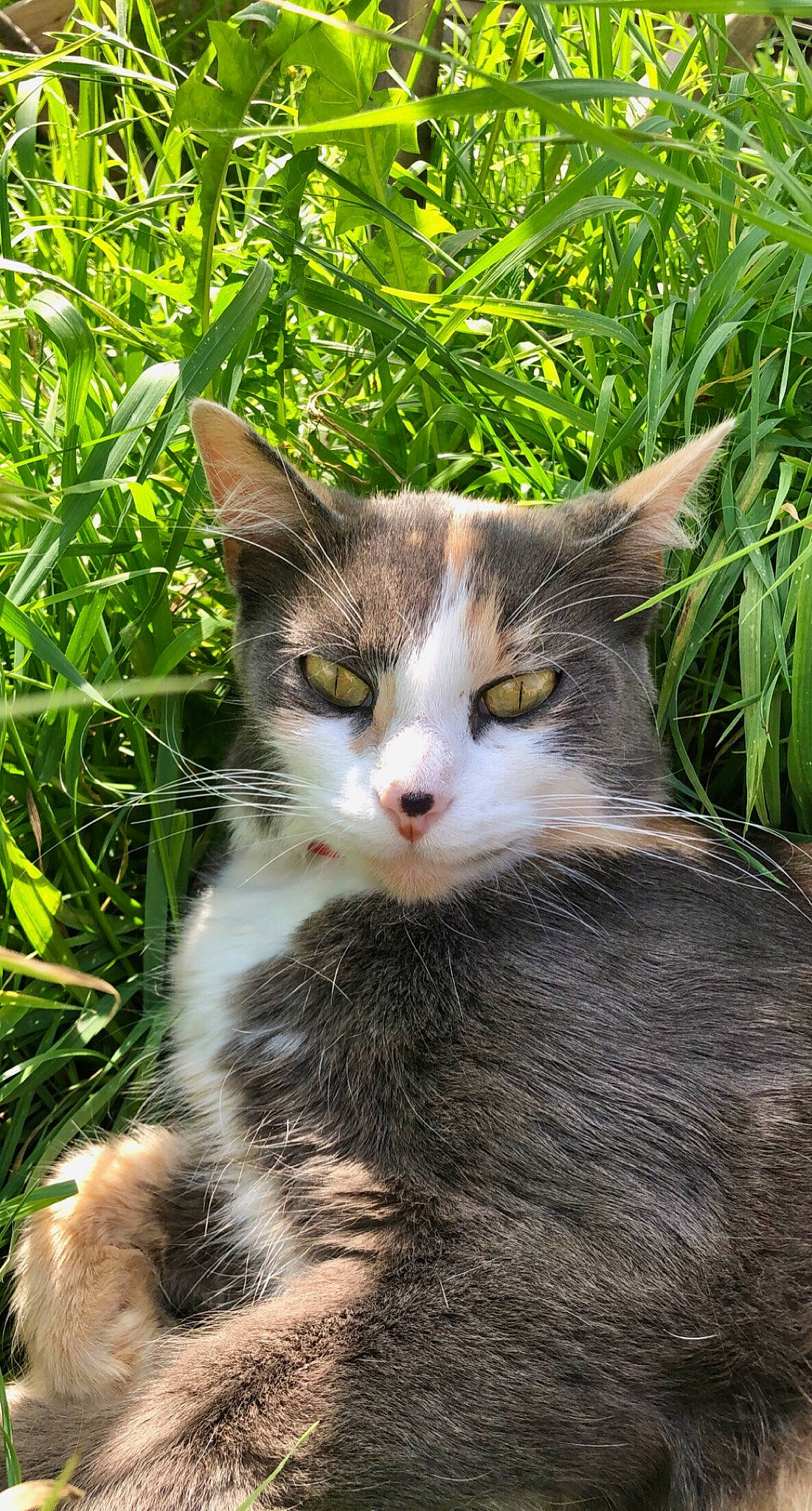 Lilou participe au concours pour gagner de l'argent avec cette photo : carnivore, cat, domestic_short_haired_cat, eye, fawn, felidae, fur, grass, groundcover, mammal, paw, plant, sitting, small_to_medium_sized_cats, snout, tail, tree, vertebrate, whiskers, wildlife