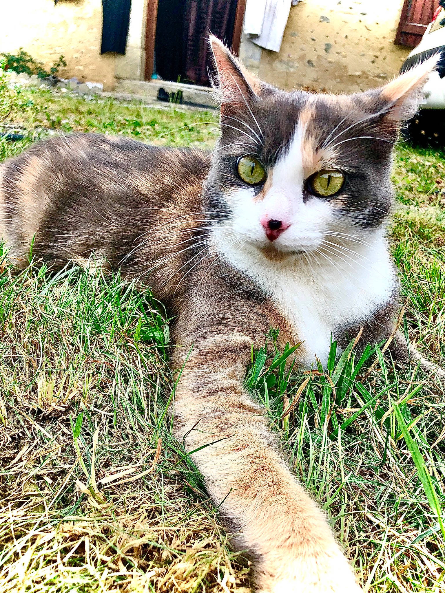 Lilou participe au concours pour gagner de l'argent avec cette photo : carnivore, cat, domestic_short_haired_cat, eye, felidae, fur, grass, green, groundcover, paw, plant, sitting, small_to_medium_sized_cats, snout, soil, tail, terrestrial_animal, tree, whiskers, wildlife