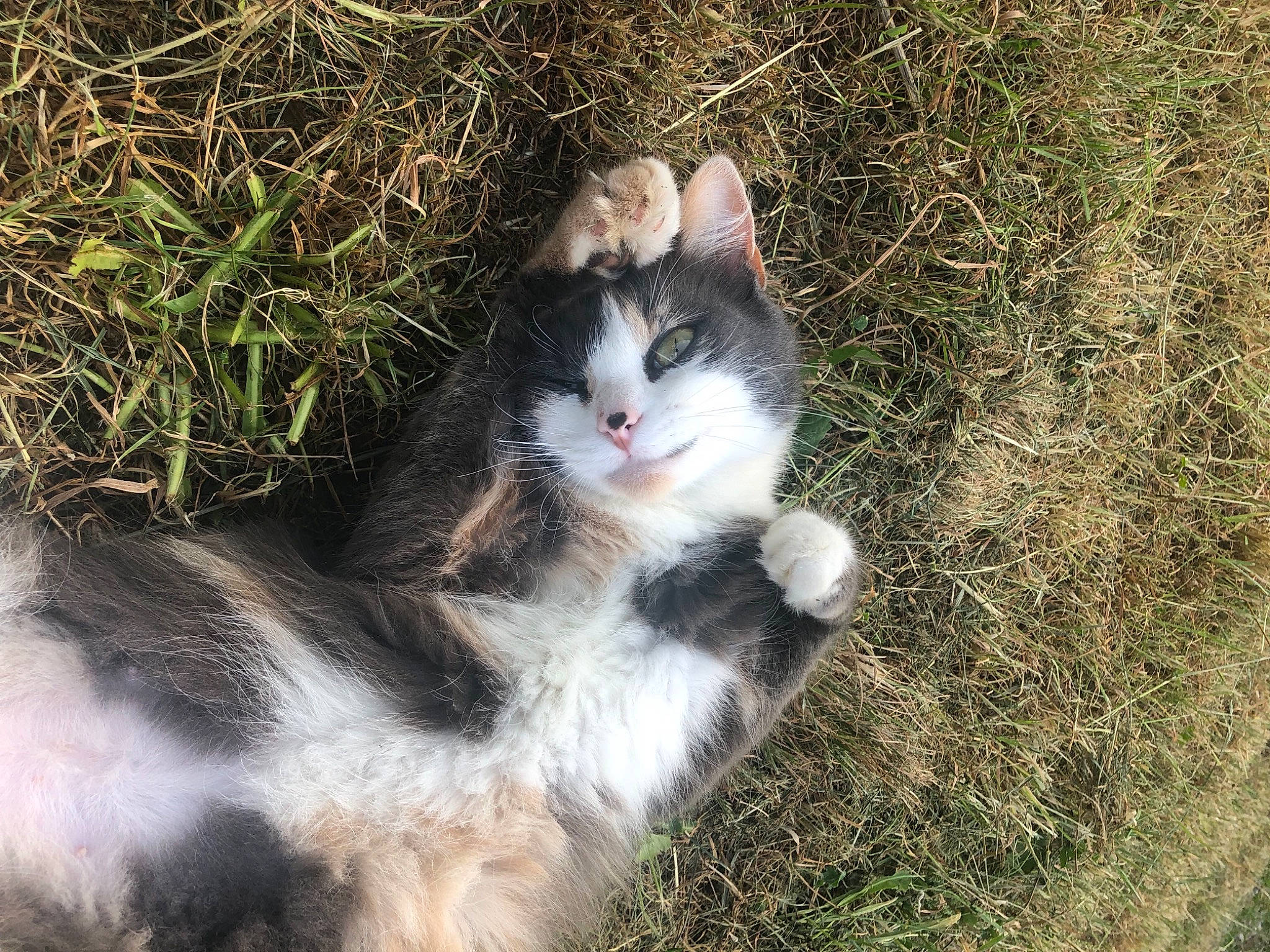 Lilou participe au concours pour gagner de l'argent avec cette photo : art, canidae, carnivore, cat, domestic_short_haired_cat, fawn, felidae, fur, grass, paw, plant, small_to_medium_sized_cats, soil, tail, terrestrial_animal, toy, tree, twig, whiskers, window