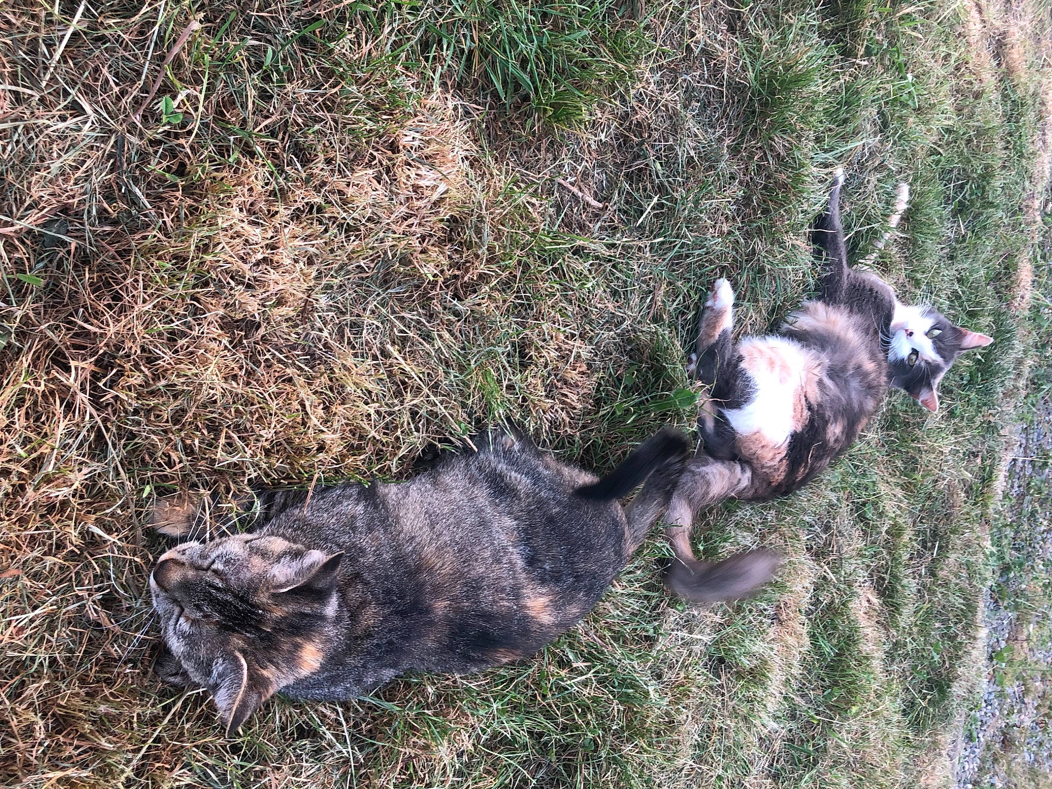 Lilou Et Nala participe au concours pour gagner de l'argent avec cette photo : canidae, carnivore, cat, dog_breed, domestic_short_haired_cat, felidae, fur, grass, groundcover, paw, plant, small_to_medium_sized_cats, soil, sporting_group, tail, terrestrial_animal, vertebrate, whiskers, wildlife