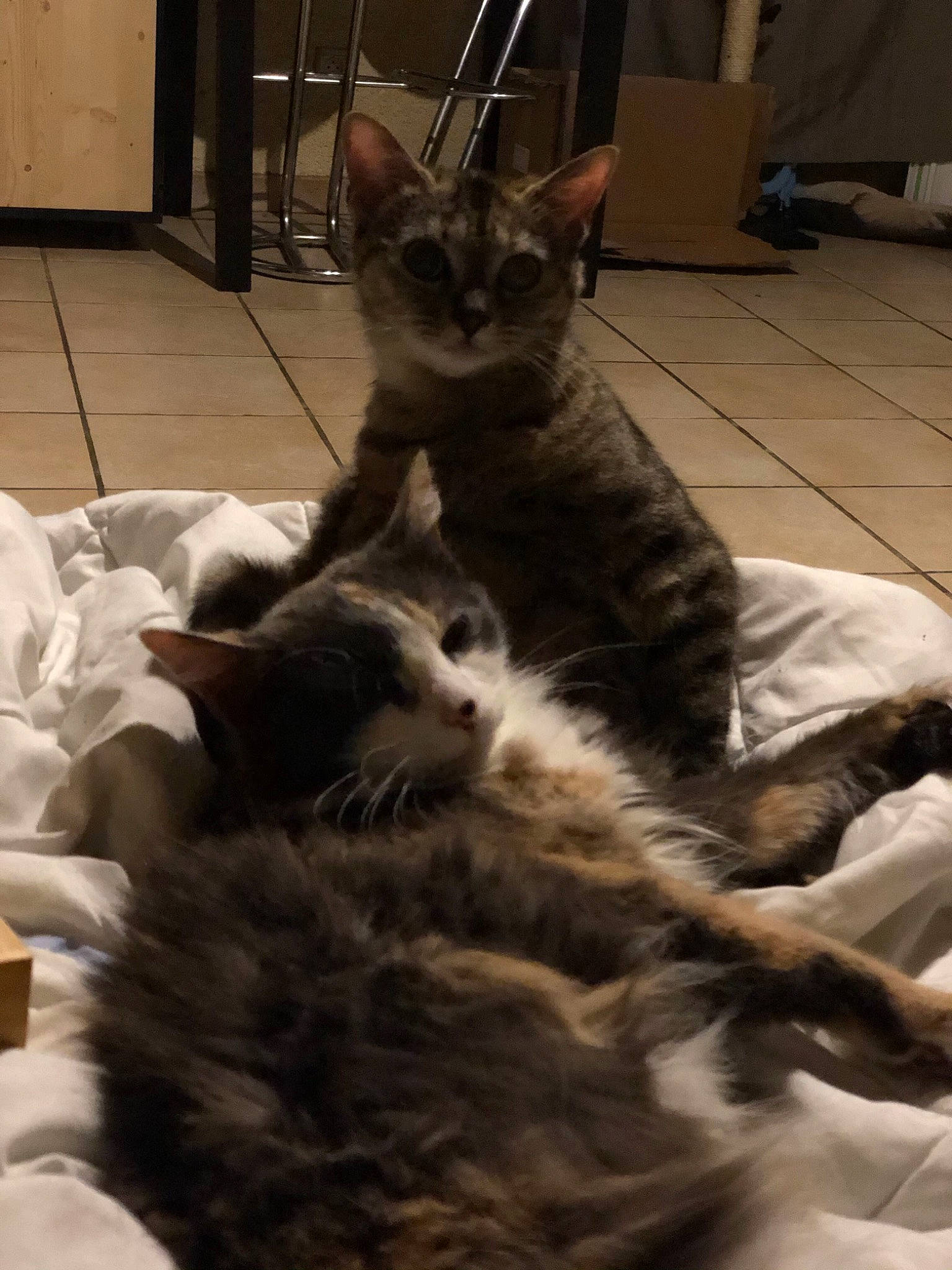 Lilou Et Nala participe au concours pour gagner de l'argent avec cette photo : carnivore, cat, claw, comfort, domestic_short_haired_cat, fawn, felidae, flooring, fur, grey, paw, small_to_medium_sized_cats, snout, tail, whiskers