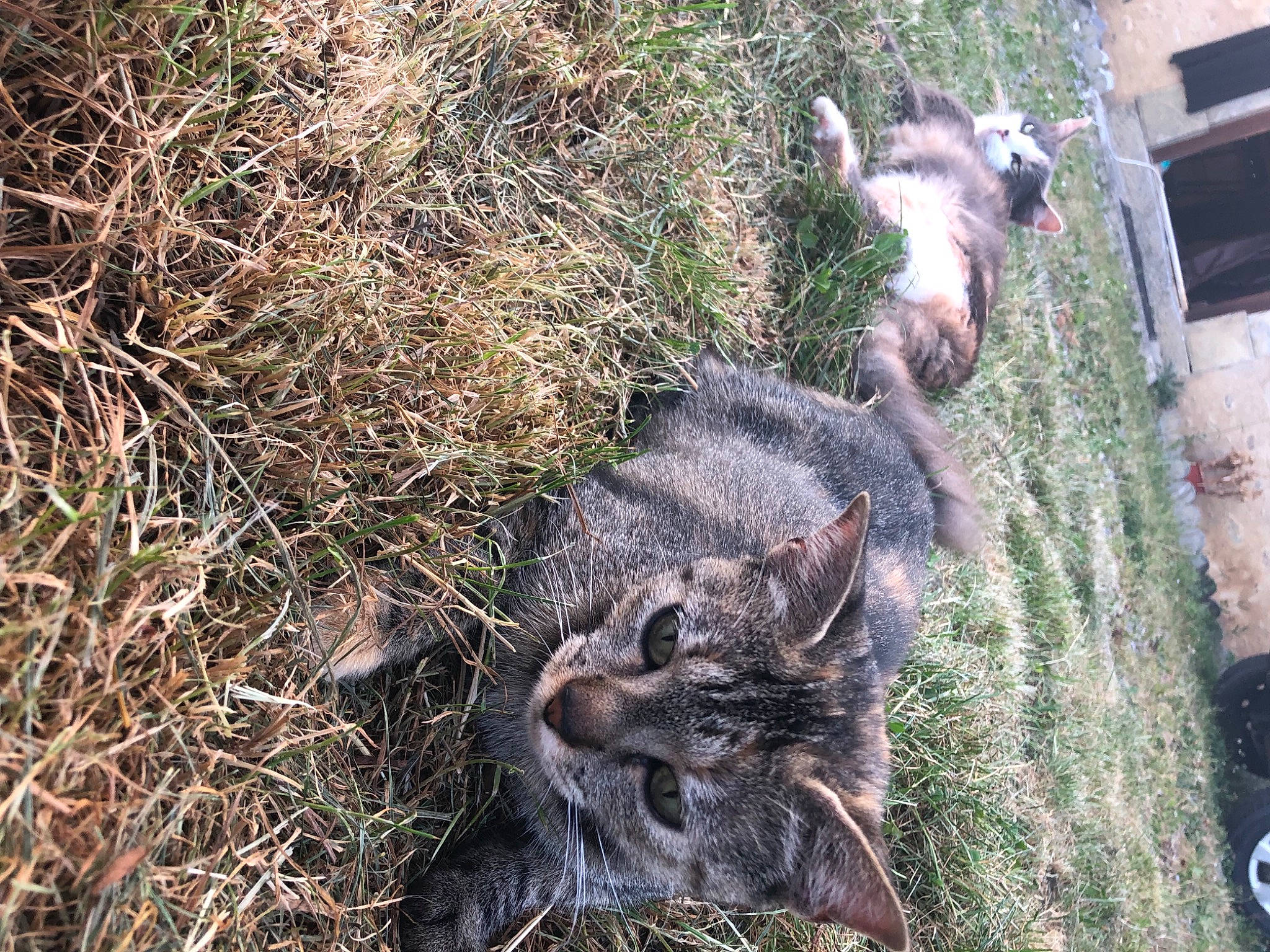 Lilou Et Nala a rejoint le concours — aidez-le/la à gagner de superbes lots ! canidae, carnivore, cat, dog_breed, domestic_short_haired_cat, felidae, fur, grass, lynx, plant, small_to_medium_sized_cats, snout, soil, sporting_group, tail, terrestrial_animal, trunk, twig, whiskers, wood