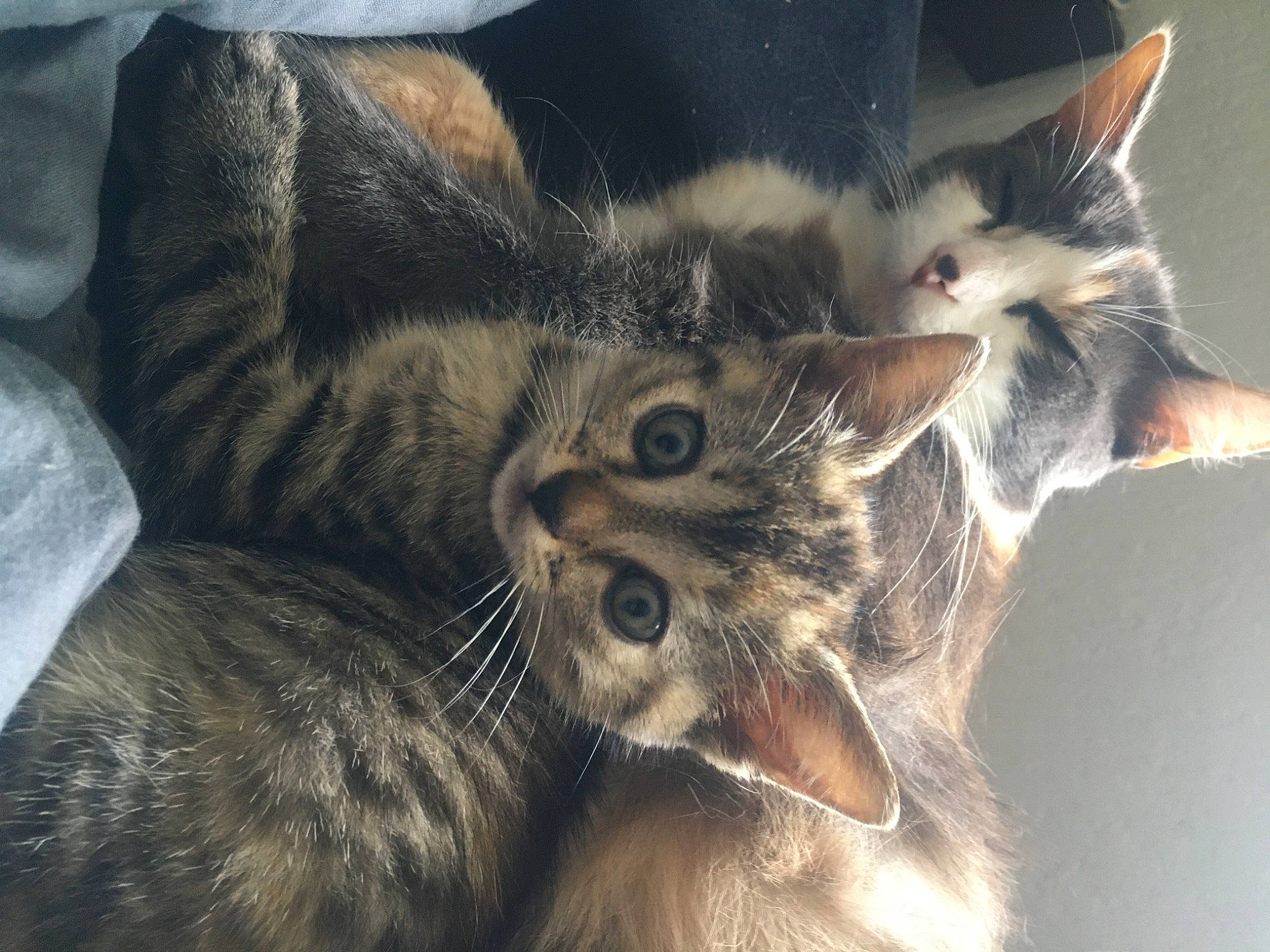 Lilou Et Nala participe au concours pour gagner de l'argent avec cette photo : carnivore, cat, claw, comfort, domestic_short_haired_cat, ear, felidae, fur, gesture, grey, paw, small_to_medium_sized_cats, snout, tail, whiskers, wildlife