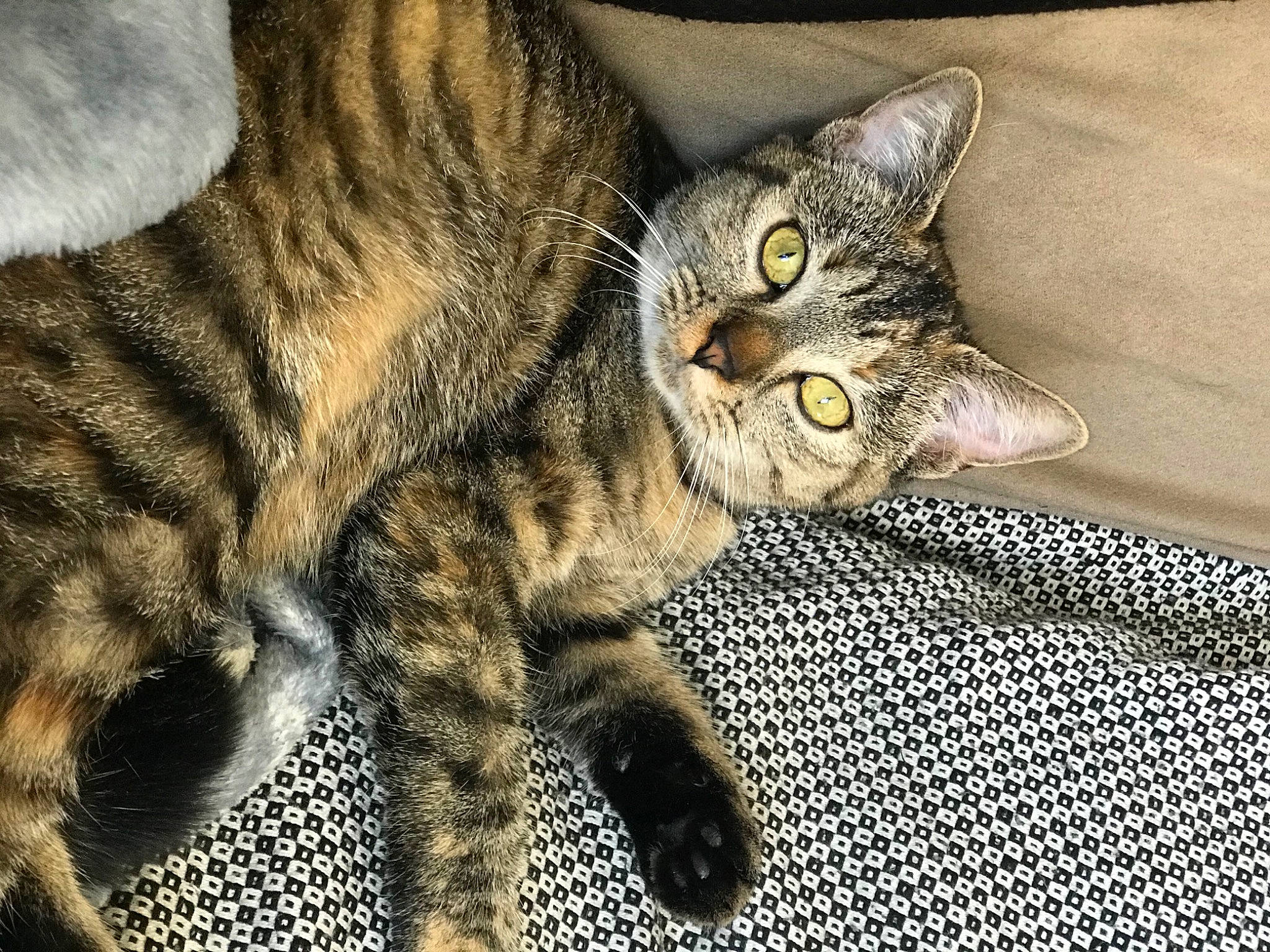 Nala a rejoint le concours — aidez-le/la à gagner de superbes lots ! carnivore, cat, claw, domestic_short_haired_cat, eye, felidae, fur, paw, small_to_medium_sized_cats, snout, tail, terrestrial_animal, whiskers, wildlife