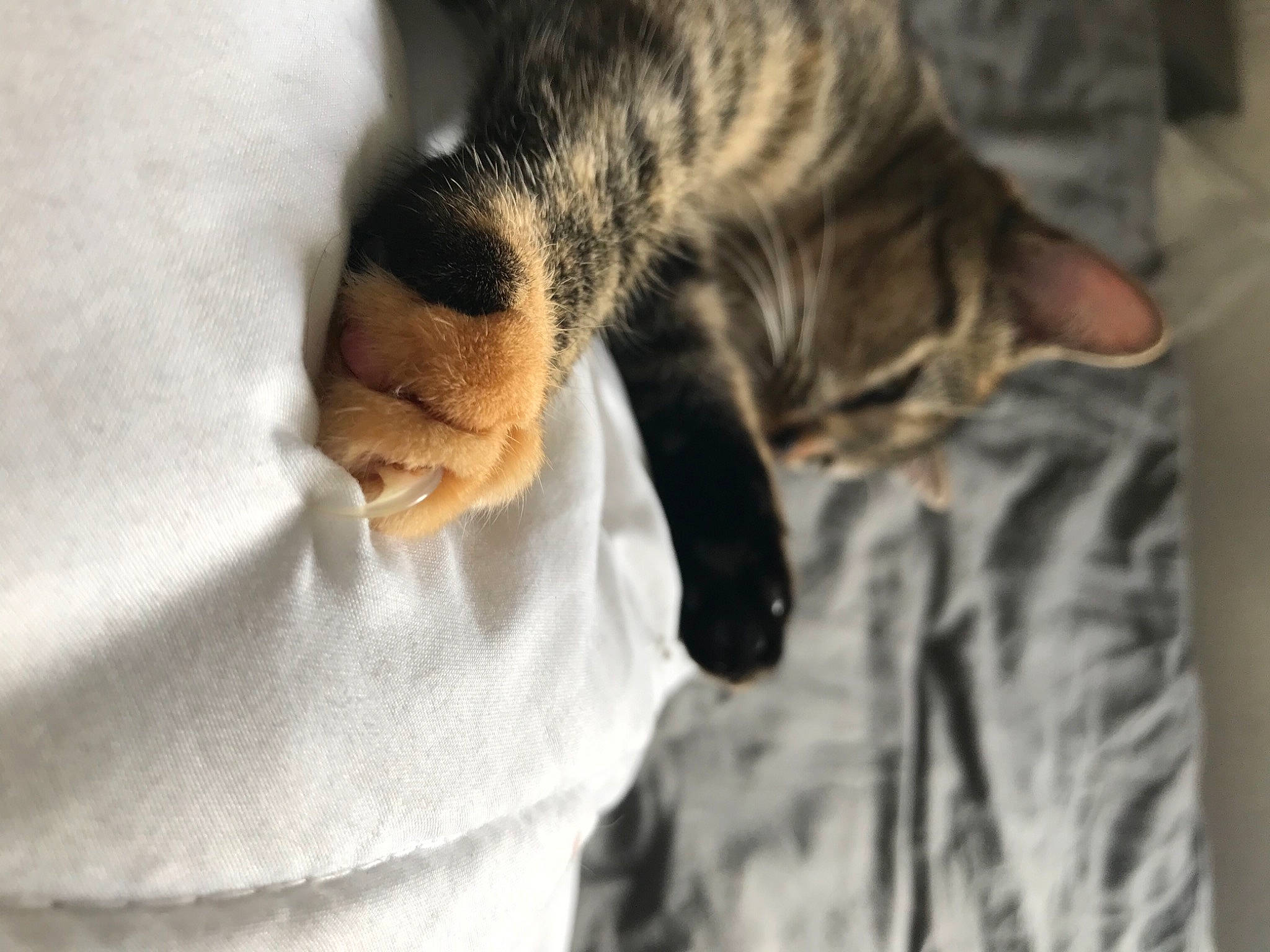 Nala a rejoint le concours — aidez-le/la à gagner de superbes lots ! blanket, canidae, carnivore, cat, claw, comfort, domestic_short_haired_cat, felidae, fur, human_leg, linens, nap, paw, sleep, small_to_medium_sized_cats, tail, textile, whiskers, wildlife, wool