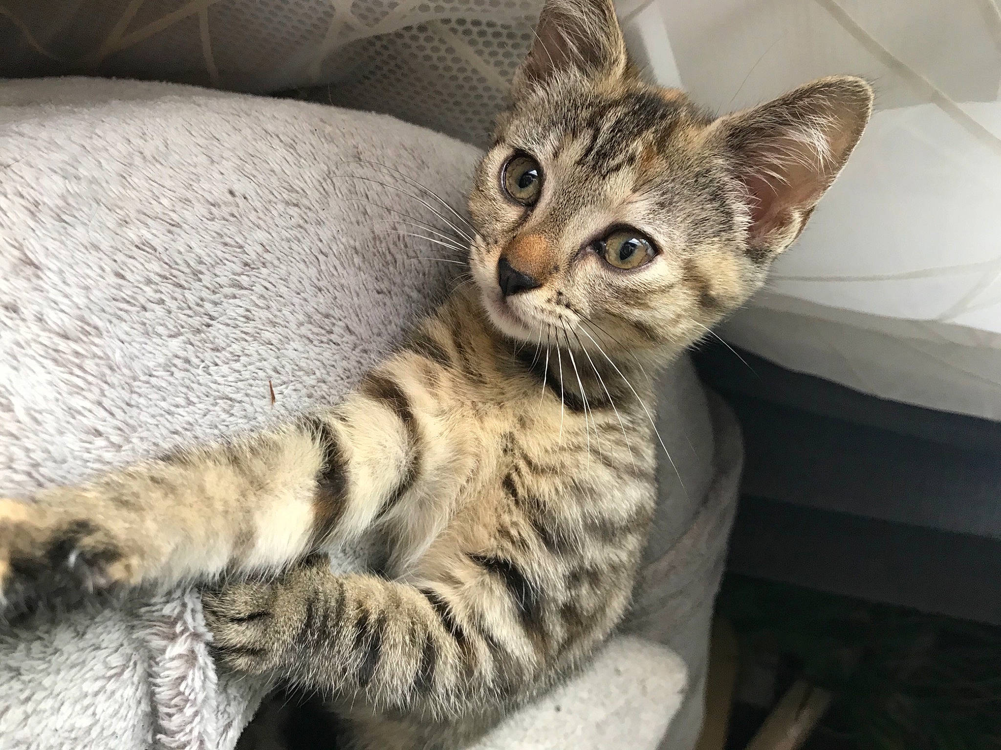 Nala participe au concours pour gagner de l'argent avec cette photo : carnivore, cat, claw, comfort, domestic_short_haired_cat, felidae, fur, paw, small_to_medium_sized_cats, snout, terrestrial_animal, whiskers