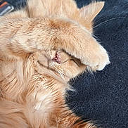 Kathy Szczepaniak a rejoint le concours — aidez-le/la à gagner de superbes lots ! cat, orange_cat, fluffy, paw, nose, whiskers, sleeping, resting, cute, pet, animal, feline, fur, close_up, indoor, relaxed, cozy, covering_face, soft, domestic_cat