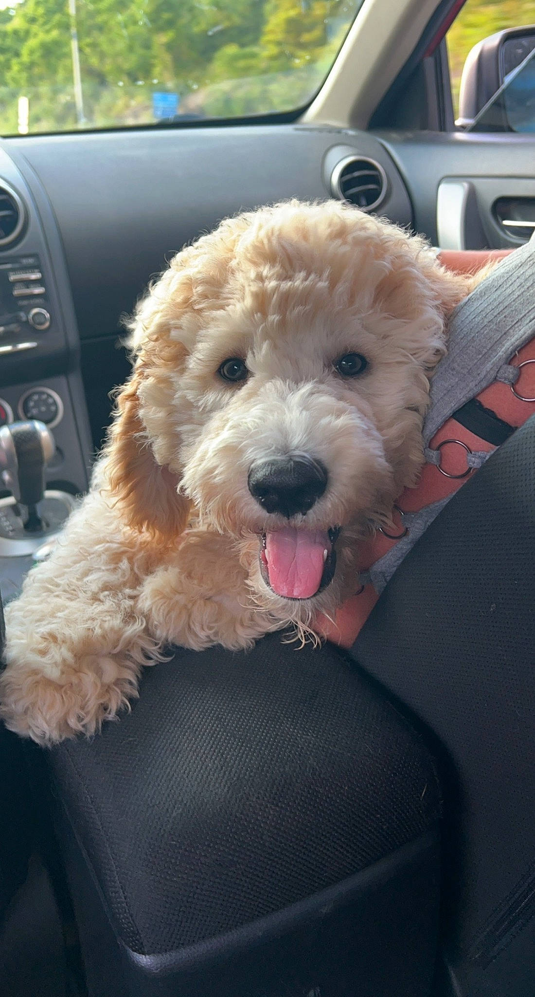 Piper joined the competition — help win amazing prizes! canidae, car, car_seat, car_seat_cover, carnivore, collar, companion_dog, dog, dog_breed, dog_collar, fur, labradoodle, motor_vehicle, poodle, snout, sporting_group, toy_dog, vehicle, vehicle_door, water_dog