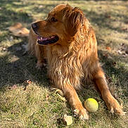 Ellie is registered to the contest to win money with this photo: dog, golden_retriever, grass, tennis_ball, outdoor, sunlight, pet, animal, canine, relaxed, playing, paw, fur, nature, summer, daylight, mammal, leisure, lying_down, closeup