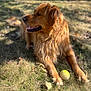 dog, golden_retriever, grass, tennis_ball, outdoor, sunlight, pet, animal, canine, relaxed, playing, paw, fur, nature, summer, daylight, mammal, leisure, lying_down, closeup