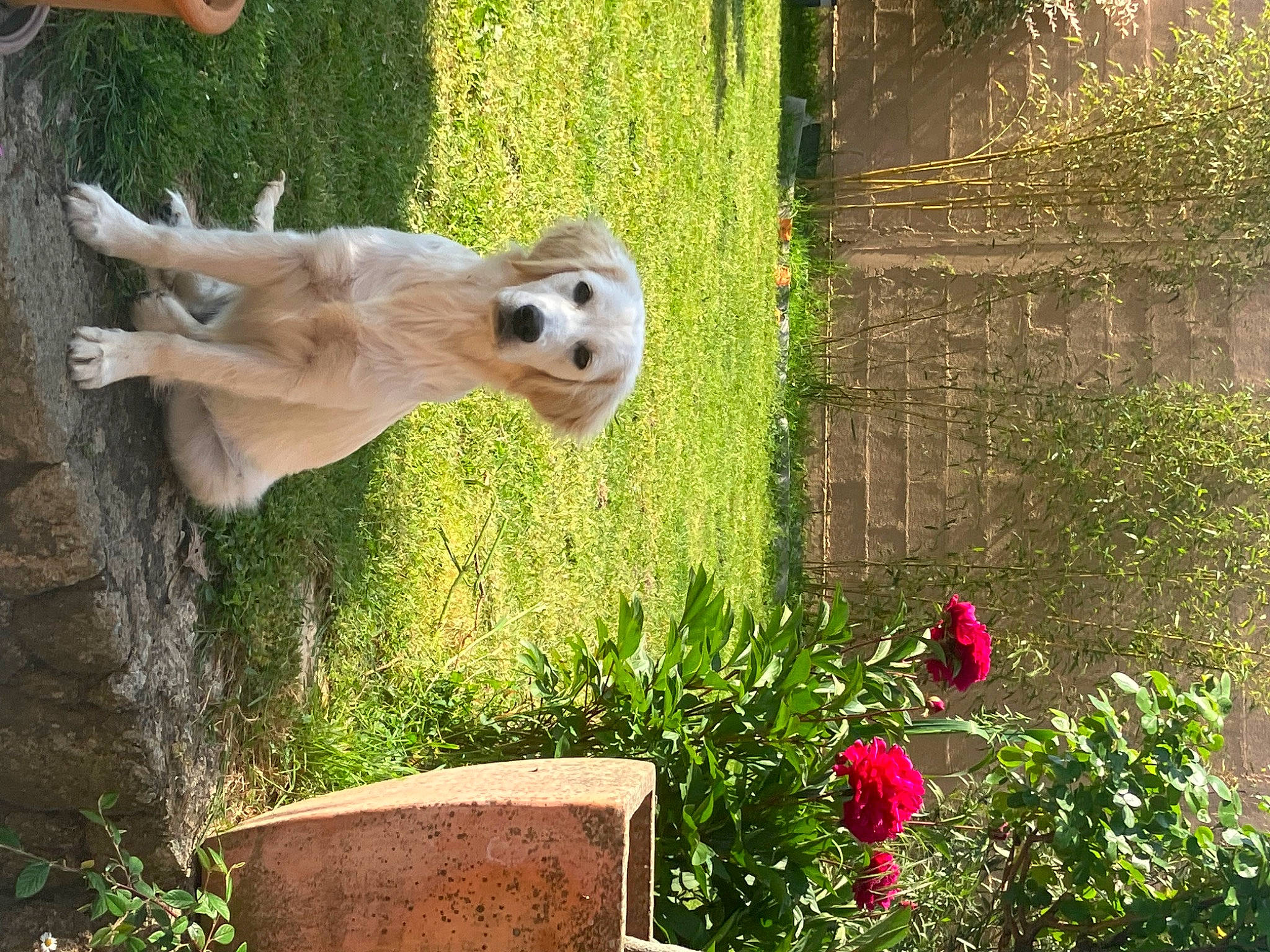 Thana a rejoint le concours — aidez-le/la à gagner de superbes lots ! annual_plant, ball, canidae, carnivore, companion_dog, dog, dog_breed, fawn, flower, grass, lawn_ornament, plant, shrub, skull, snout, sporting_group, tail, tree, wood, working_animal