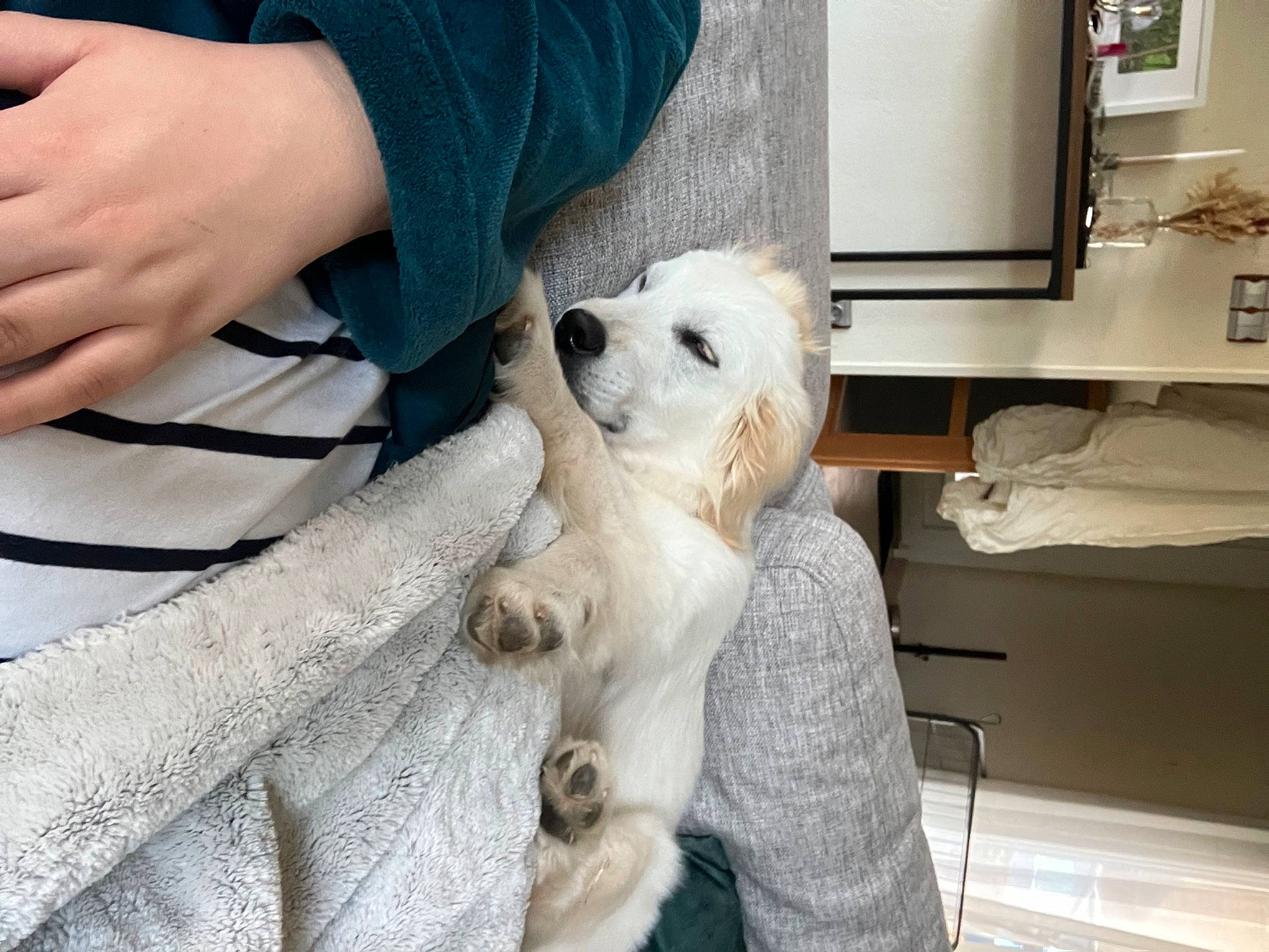 Thana participe au concours pour gagner de l'argent avec cette photo : barn_owl, canidae, carnivore, companion_dog, denim, dog, dog_breed, fur, nail, non_sporting_group, picture_frame, sitting, snout, spitz, sporting_group, toy_dog, wrist