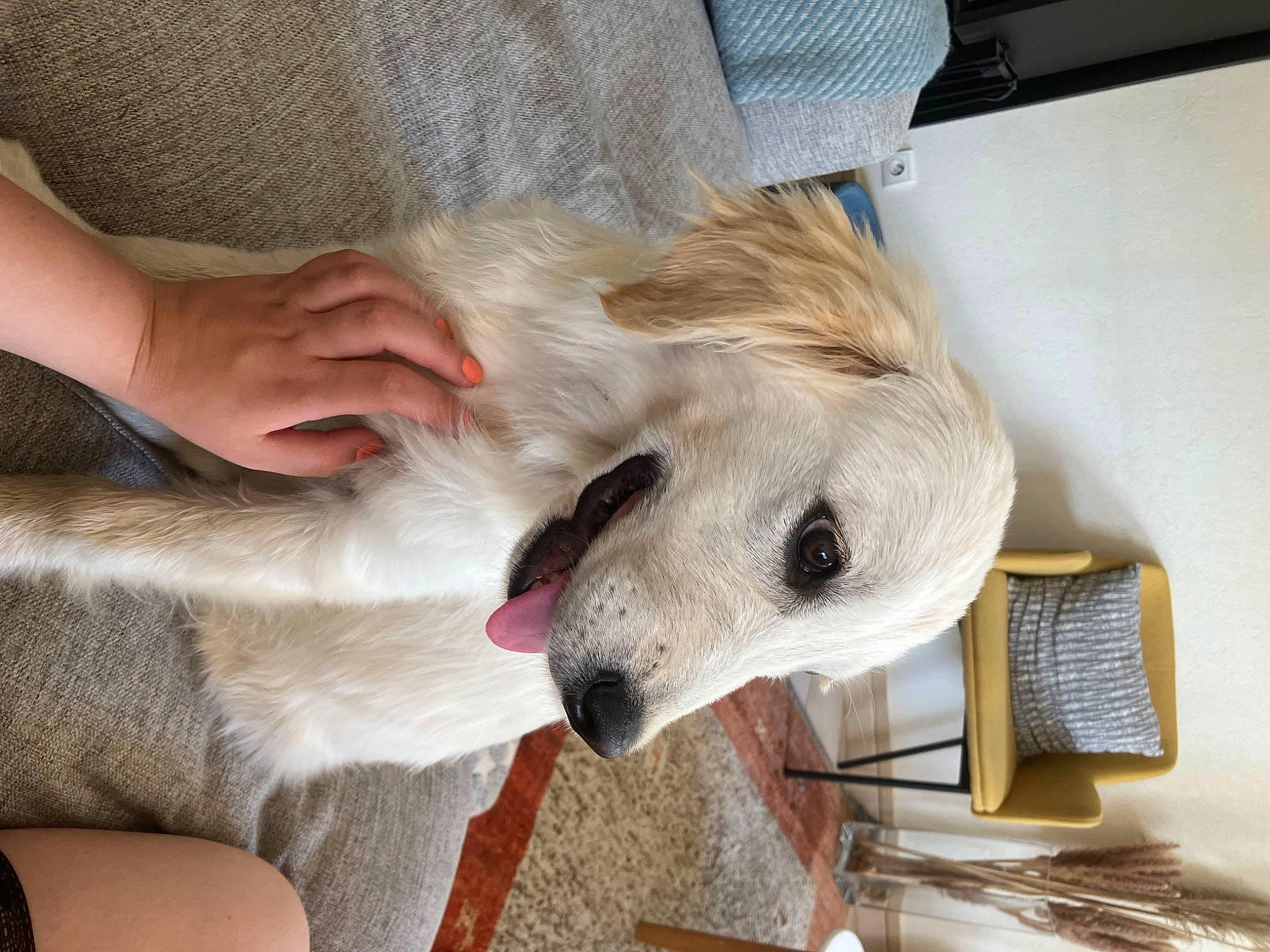 Thana participe au concours pour gagner de l'argent avec cette photo : aircraft, canidae, carnivore, collar, comfort, companion_dog, couch, dog, dog_breed, fawn, flooring, fur, non_sporting_group, paw, retriever, snout, sporting_group, whiskers