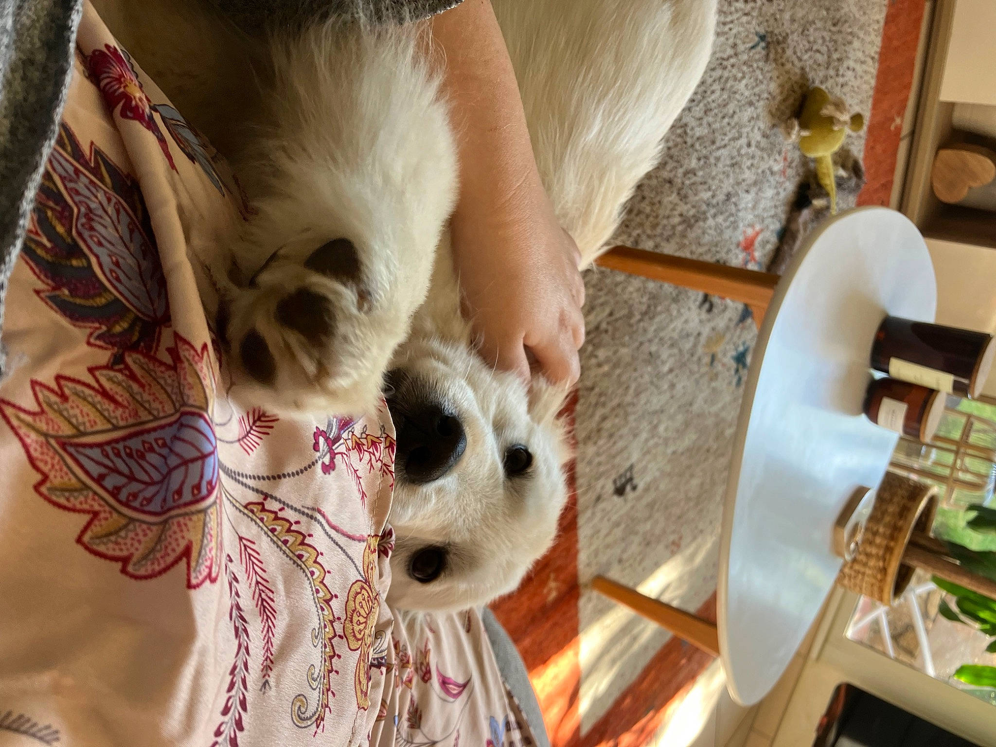 Thana participe au concours pour gagner de l'argent avec cette photo : canidae, carnivore, companion_dog, dog, dog_breed, ear, eyelash, fawn, felidae, flooring, fur, pattern, small_to_medium_sized_cats, snout, sporting_group, sunglasses, toy, toy_dog, whiskers, wood