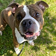 Lukus is registered to the contest to win money with this photo: animal, brindle, canine, close_up, dog, ears, friendly, grass, happy, leash, mouth, nature, outdoor, pet, playful, summer, sunlight, teeth, tongue, white