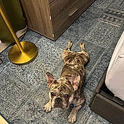Leo is registered to the contest to win money with this photo: animal, bed, bedroom, brindle, canine, carpet, cute, dog, dresser, ears, floor, french_bulldog, furniture, indoor, lamp, looking_up, paws, pet, resting, rug