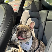 Leo is registered to the contest to win money with this photo: dog, french_bulldog, brindle, bandana, pet, car_interior, backseat, blanket, sunlight, happy, smiling, animal, leather_seat, seatbelt_harness, window, daylight, cute, companion, domestic_animal, portrait