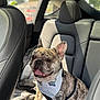 dog, french_bulldog, brindle, bandana, pet, car_interior, backseat, blanket, sunlight, happy, smiling, animal, leather_seat, seatbelt_harness, window, daylight, cute, companion, domestic_animal, portrait