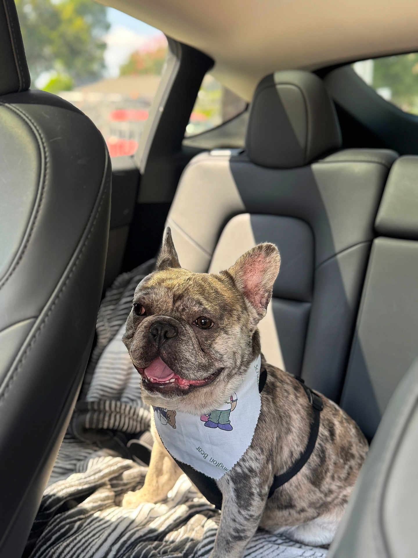 Leo is registered to the contest to win money with this photo: dog, french_bulldog, brindle, bandana, pet, car_interior, backseat, blanket, sunlight, happy, smiling, animal, leather_seat, seatbelt_harness, window, daylight, cute, companion, domestic_animal, portrait