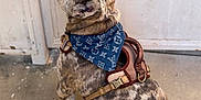 Leo is registered to the contest to win money with this photo: animal, bandana, blue, brindle, brown, canine, companion, concrete_floor, dog, door, french_bulldog, fur, leather_harness, looking_up, mesh_door, outdoor, pet, pet_accessory, sitting, tan