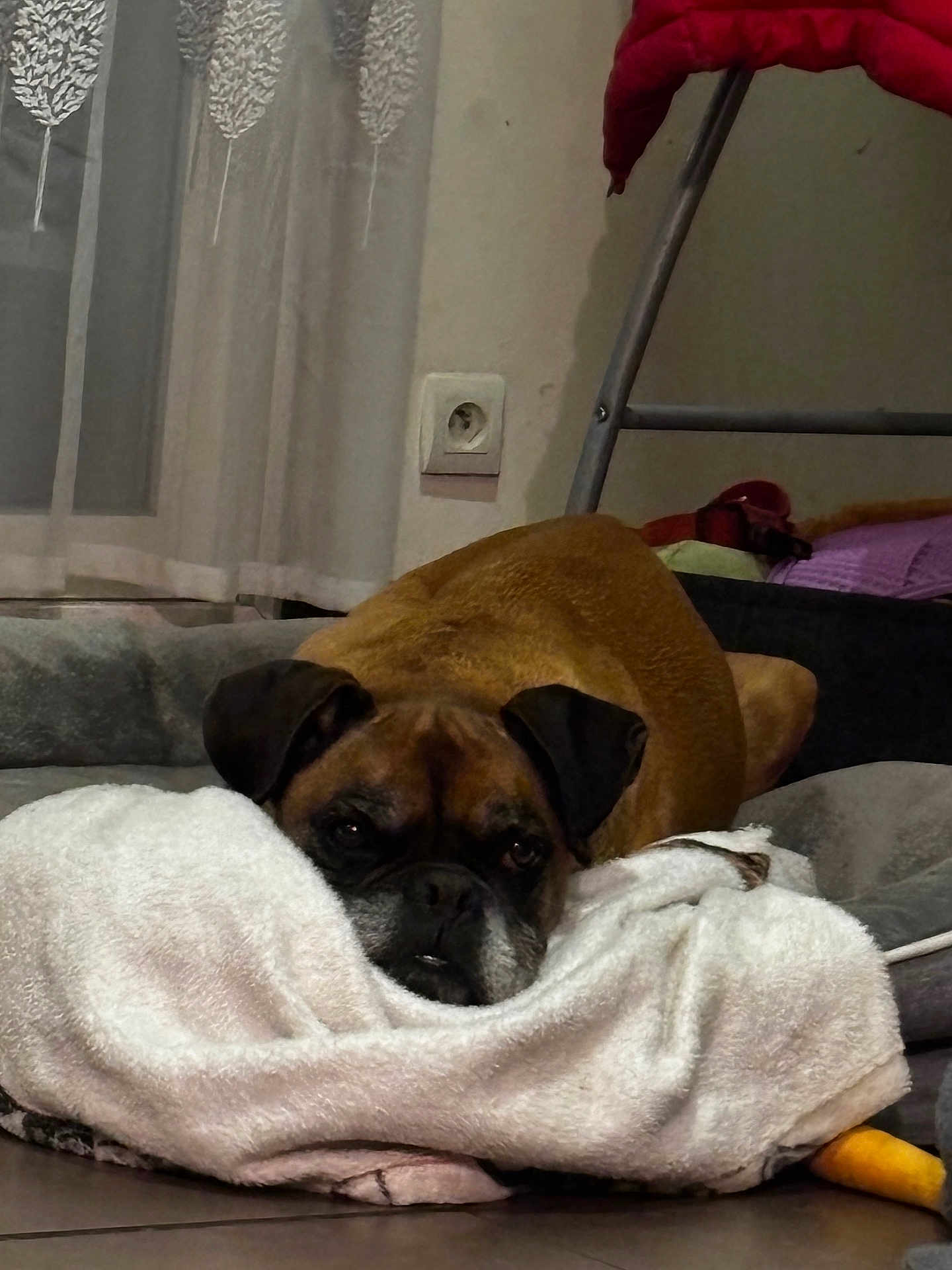 Moka participe au concours pour gagner de l'argent avec cette photo : dog, blanket, indoor, resting, brown_dog, floor, curtain, home, pet, sleepy, cozy, furniture, paw, head, ear, face, comfort, relaxation, animal, domestic