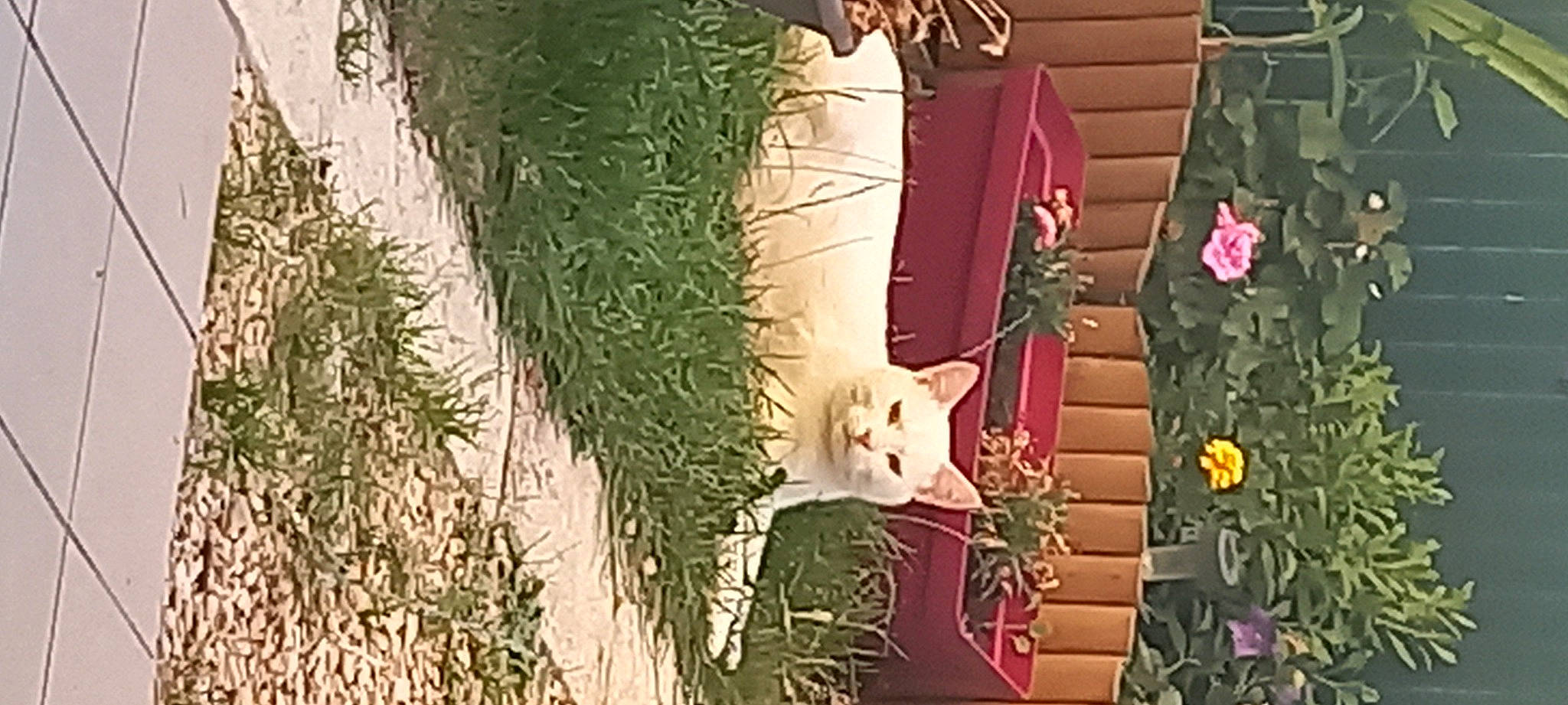 Nala participe au concours pour gagner de l'argent avec cette photo : art, branch, carnivore, cat, christmas, christmas_decoration, christmas_eve, christmas_ornament, event, fawn, felidae, fur, grass, magenta, plant, small_to_medium_sized_cats, tail, twig, whiskers, wood