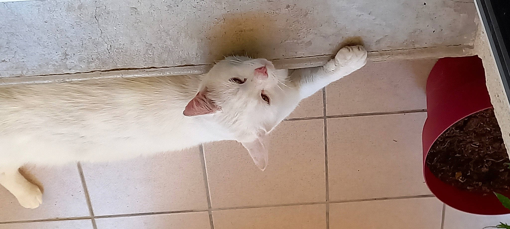 Nala participe au concours pour gagner de l'argent avec cette photo : carnivore, cat, claw, domestic_short_haired_cat, fawn, felidae, floor, flooring, foot, fur, hardwood, paw, small_to_medium_sized_cats, snout, tail, terrestrial_animal, tile, tile_flooring, whiskers, wood