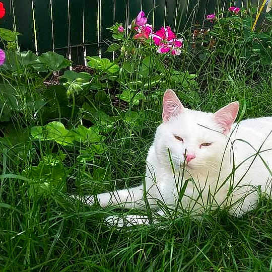 Nala a rejoint le concours — aidez-le/la à gagner de superbes lots !