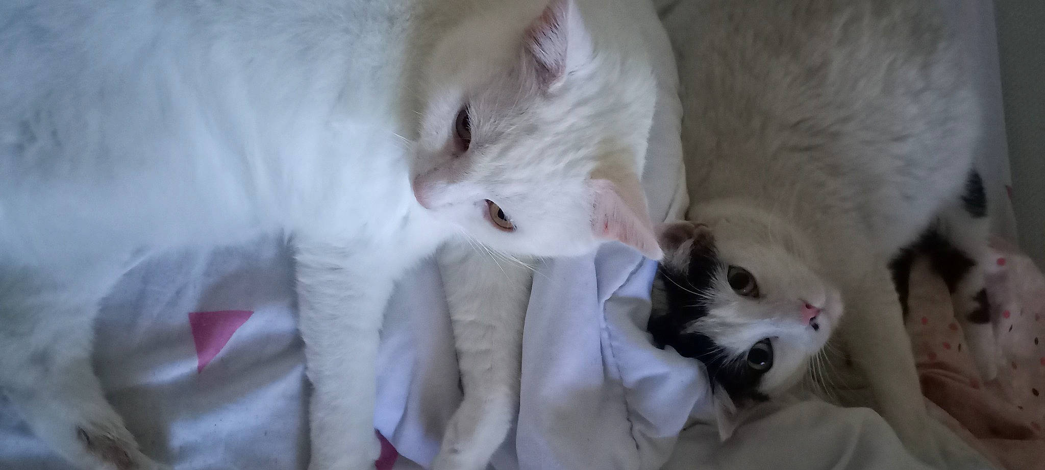 Caline Et Kiki participe au concours pour gagner de l'argent avec cette photo : carnivore, cat, claw, comfort, domestic_short_haired_cat, felidae, fur, paw, small_to_medium_sized_cats, snout, tail, whiskers