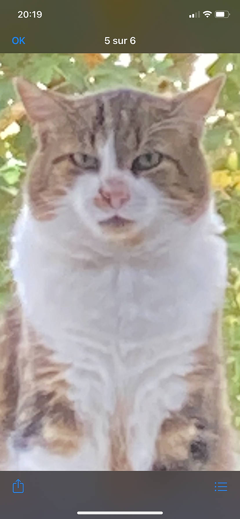 Hutch participe au concours pour gagner de l'argent avec cette photo : carnivore, cat, domestic_short_haired_cat, eyelash, felidae, fur, gesture, grass, happy, paw, photo_caption, small_to_medium_sized_cats, snout, terrestrial_animal, whiskers, wildlife