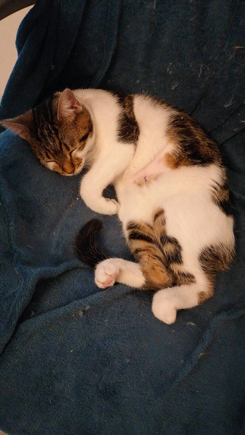 Channel participe au concours pour gagner de l'argent avec cette photo : carnivore, cat, comfort, domestic_short_haired_cat, eye, fawn, felidae, foot, fur, human_leg, lap, nap, paw, sand, small_to_medium_sized_cats, snout, tail, vertebrate, whiskers, wood