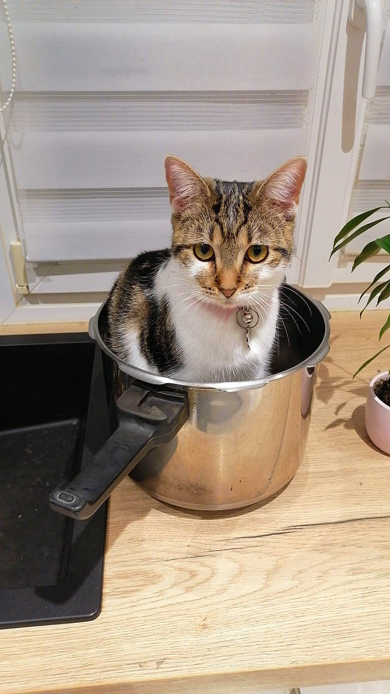 Channel participe au concours pour gagner de l'argent avec cette photo : bowl, carnivore, cat, cat_supply, domestic_short_haired_cat, drinking, felidae, flowerpot, fur, hardwood, home_appliance, houseplant, kitchen_appliance, pet_supply, photo_caption, plant, small_to_medium_sized_cats, tail, whiskers, wood