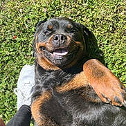 Saiko a rejoint le concours — aidez-le/la à gagner de superbes lots ! black_and_brown, canine, companion, dog, fur, grass, happy, legs, lying_down, nature, outdoor, paw, person, pet, playful, rottweiler, smiling, sneakers, sunlight, tongue_out