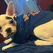 Dakota is registered to the contest to win money with this photo: dog, puppy, small_dog, white_fur, black_markings, blue_jersey, indoor, blanket, bed, ears, curious_expression, pet, animal, cute, lying_down, fur, closeup, companion, domestic_animal, resting