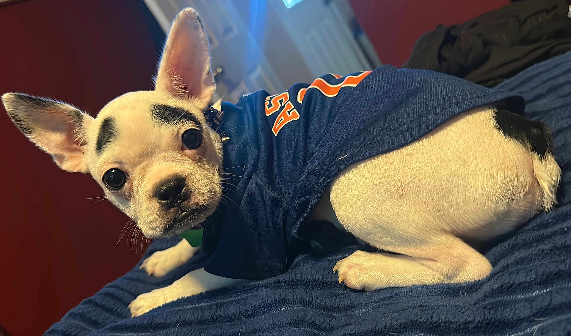 Dakota is registered to the contest to win money with this photo: dog, puppy, small_dog, white_fur, black_markings, blue_jersey, indoor, blanket, bed, ears, curious_expression, pet, animal, cute, lying_down, fur, closeup, companion, domestic_animal, resting