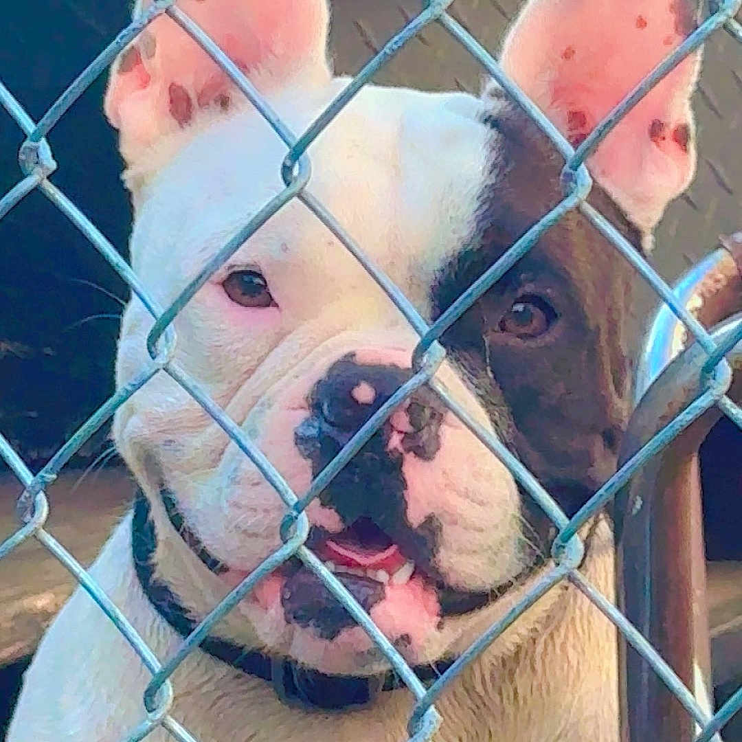 Eunice Fuentes joined the competition — help win amazing prizes! alert, animal, black_and_white, canine, chain_link_fence, closeup, collar, curious, dog, ears, face, fence, friendly, guard, muzzle, outdoor, pet, portrait, snout, whiskers