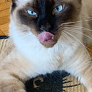 Funky participe au concours pour gagner de l'argent avec cette photo : cat, siamese_cat, blue_eyes, tongue_out, licking, pet, animal, feline, indoor, floor, rug, black_cat_silhouette, whiskers, ears, paw, fur, closeup, cute, playful, home